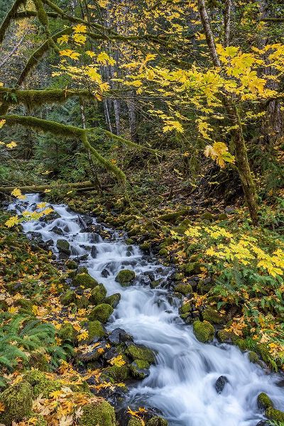 Jaynes Gallery 아티스트의 USA-Washington State-Olympic National Park Creek rapids and forest in autumn작품입니다.